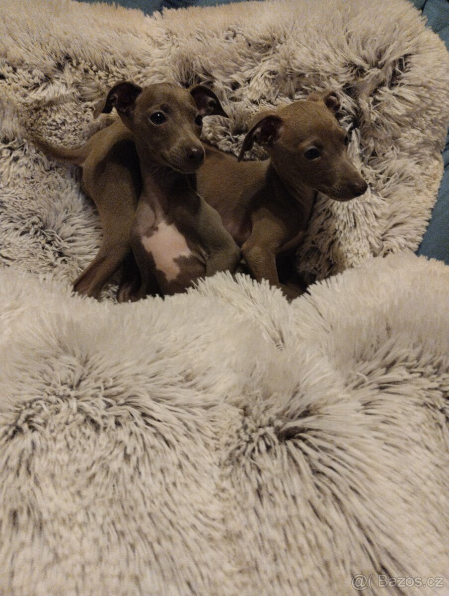 Italský chrtík s PP