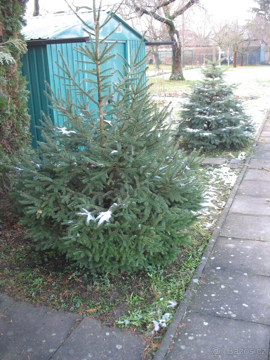 Vánoční stromek