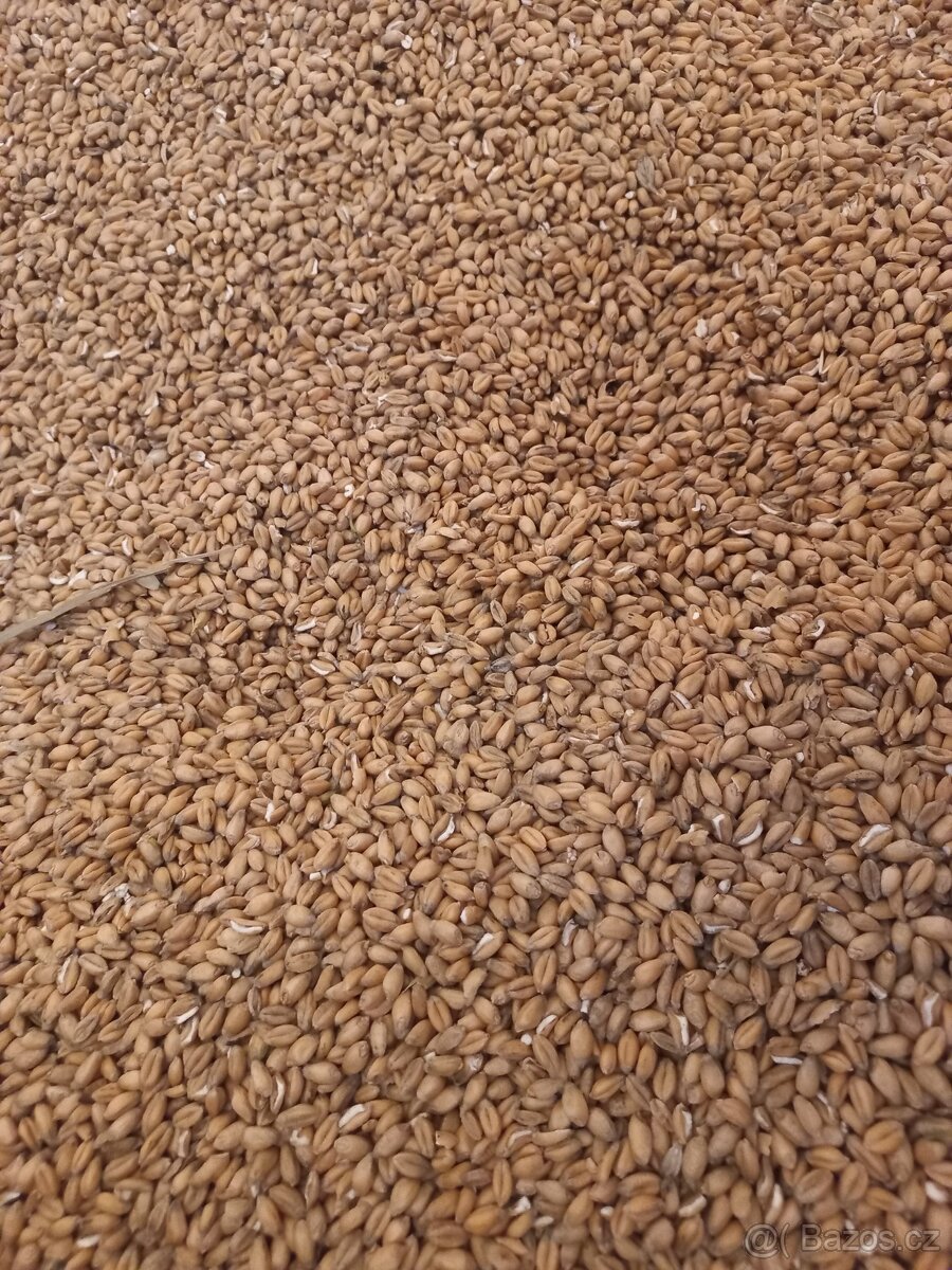 Pšenice, ječmen