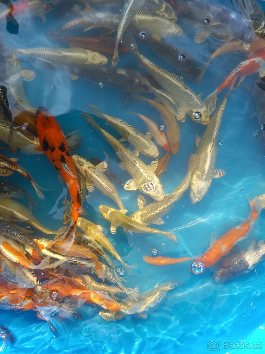 KOI KAPR