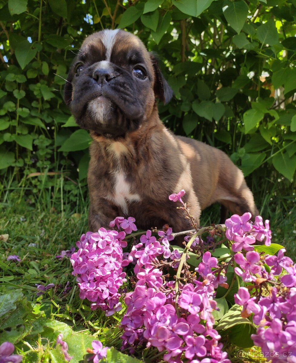 Německý boxer