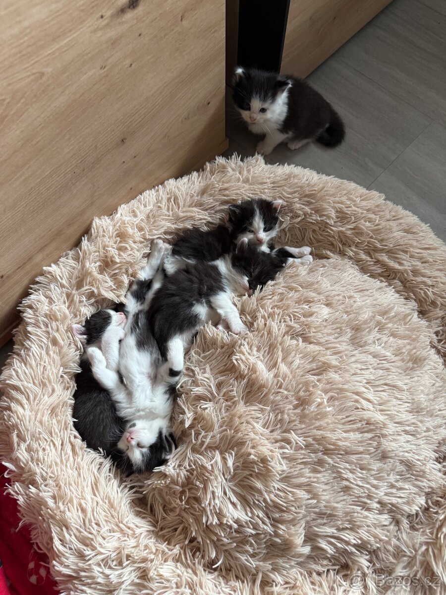 Darujeme koťata