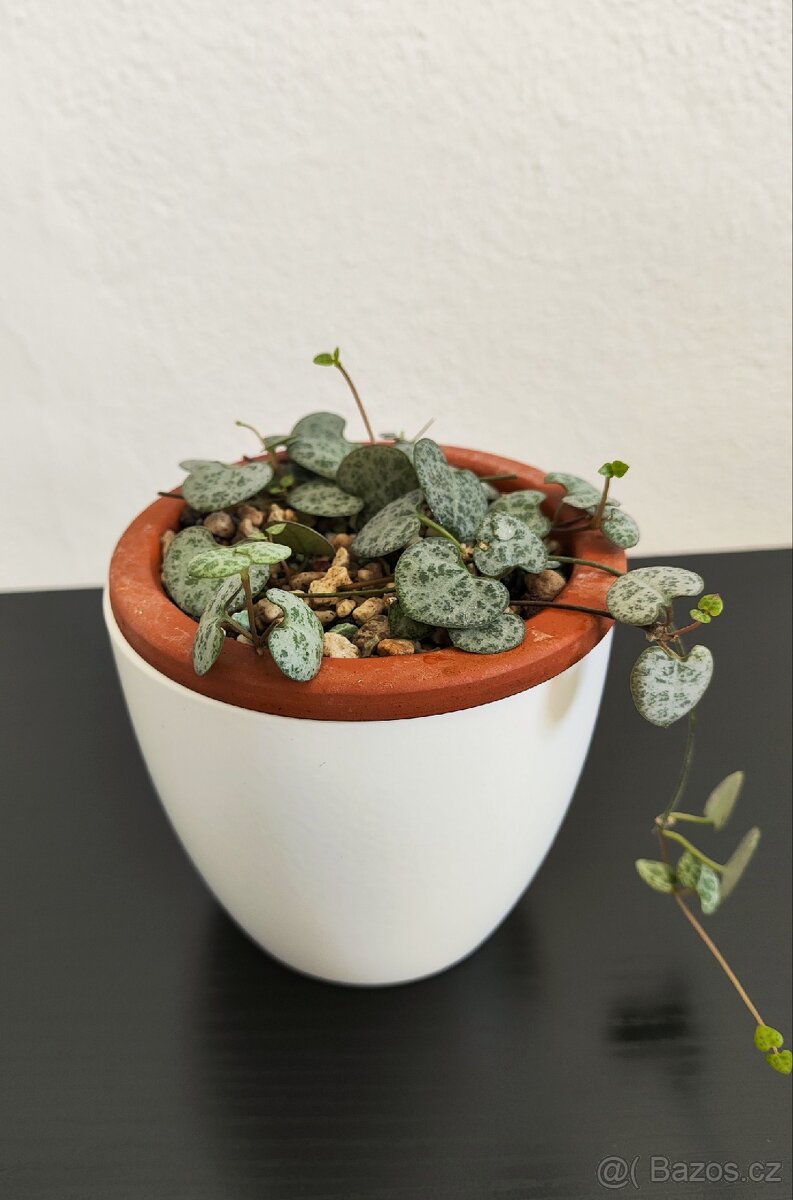 Ceropegia woodii – srdcovka