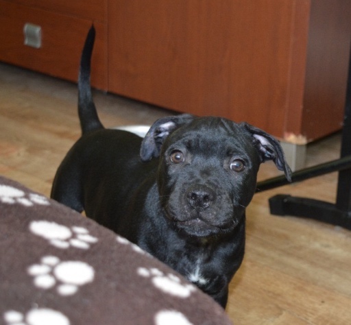 Stafordširský bulteriér s PP