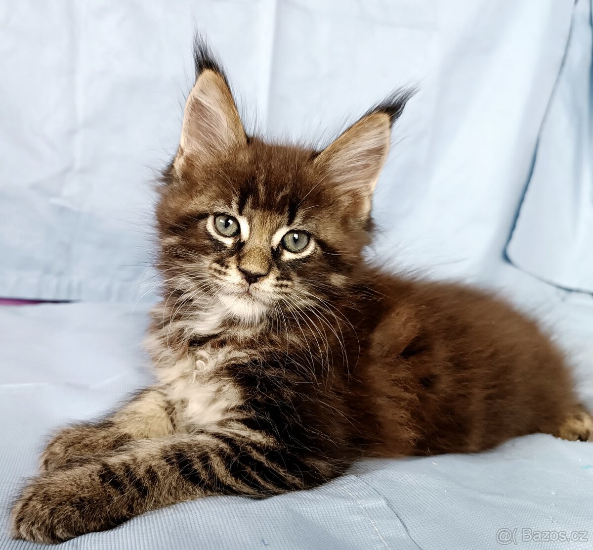 Mainská mývalí- koťátka s PP