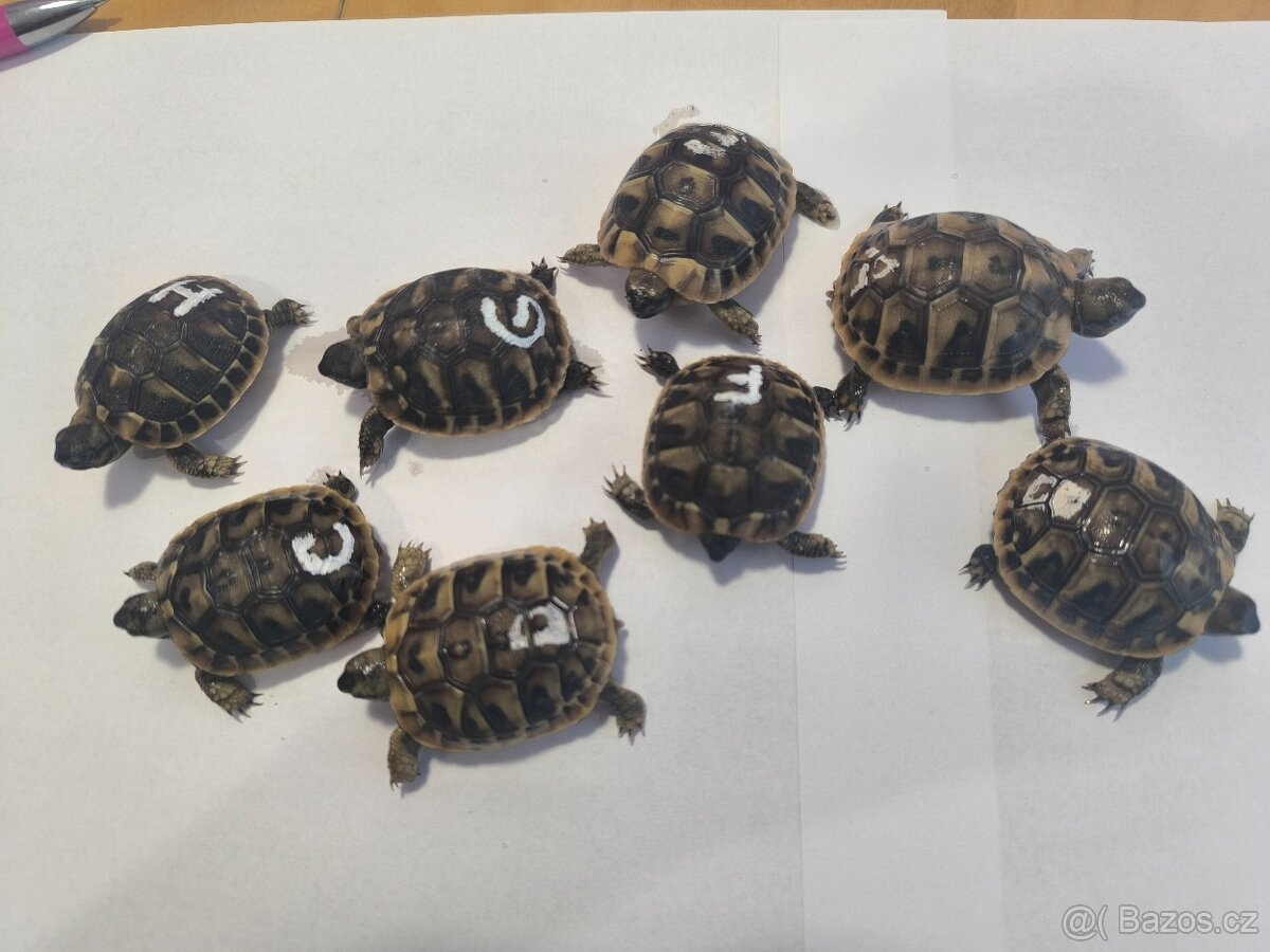 Želva zelenavá