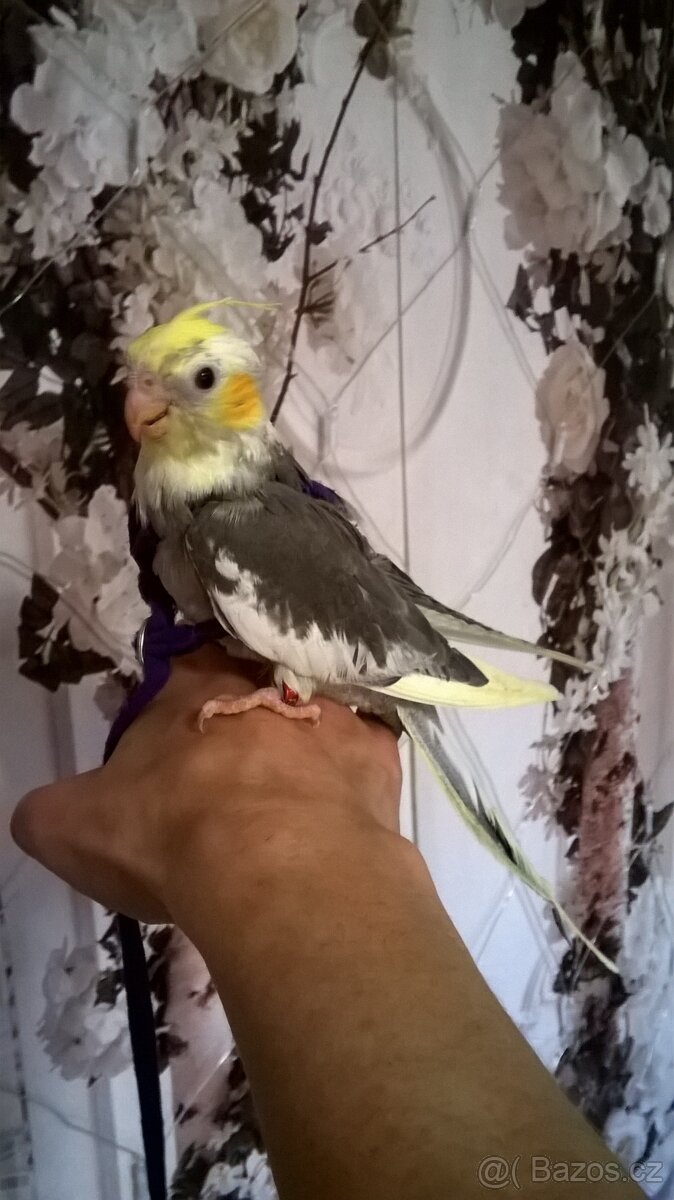 KORELA RUCNE DOKRMENA UCENA NA KSIRKY KLUK