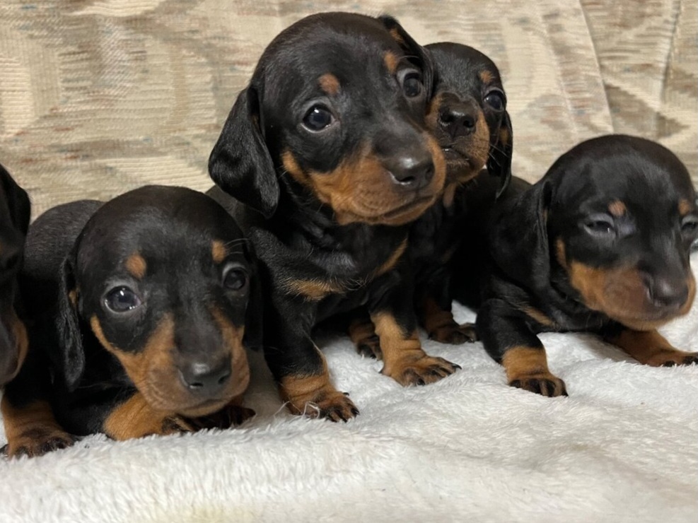 Jezevčík trpasličí