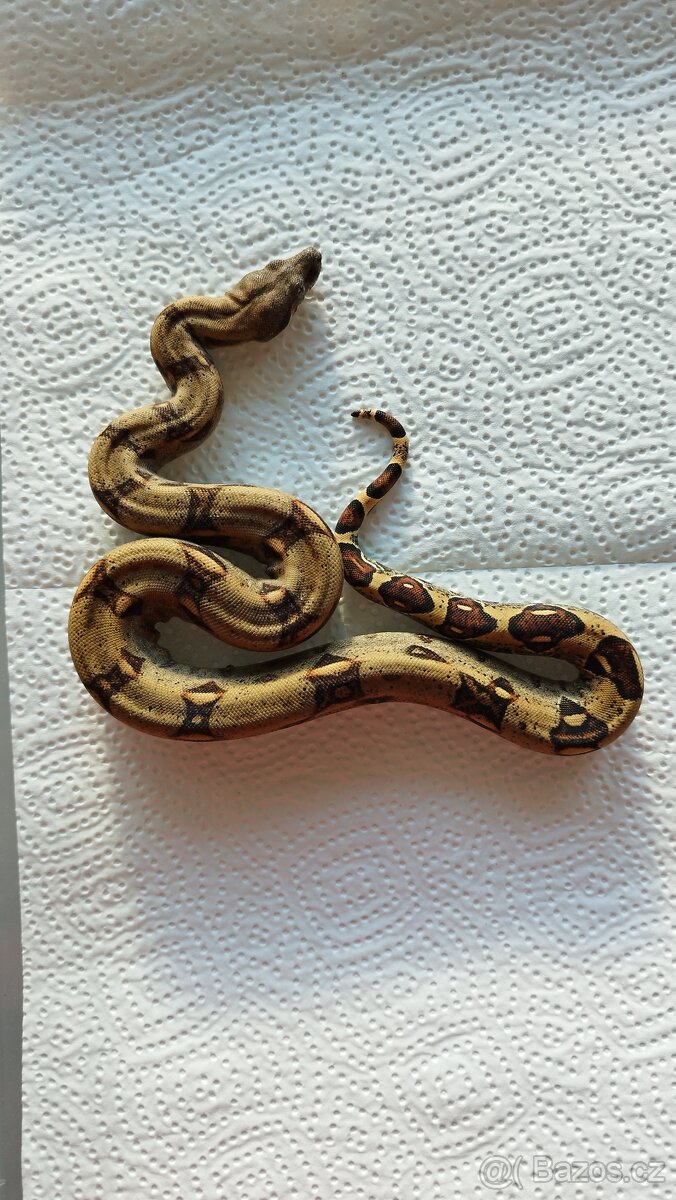 Boa constrictor - Hroznýš královský