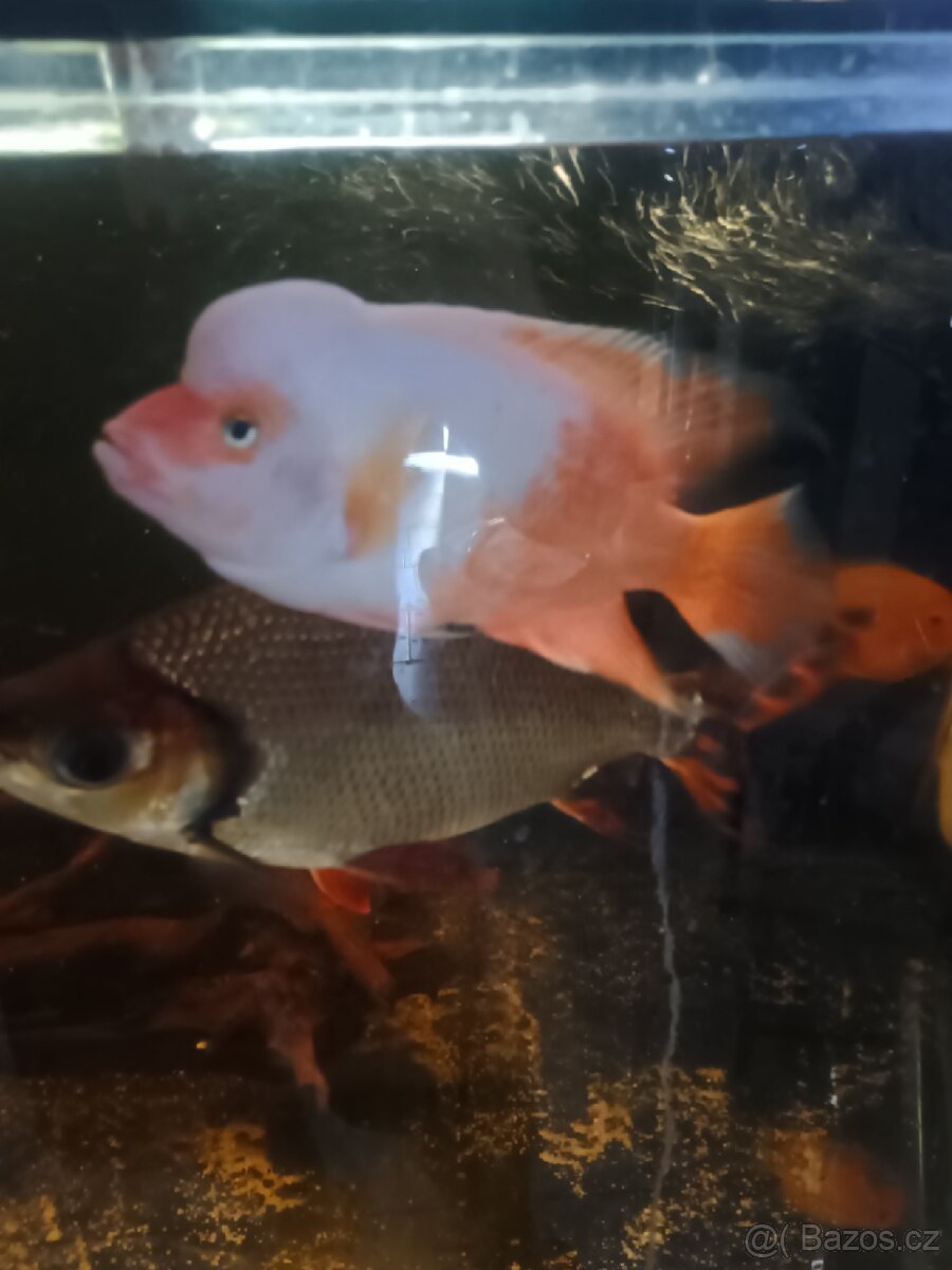 Kancik citronovy
