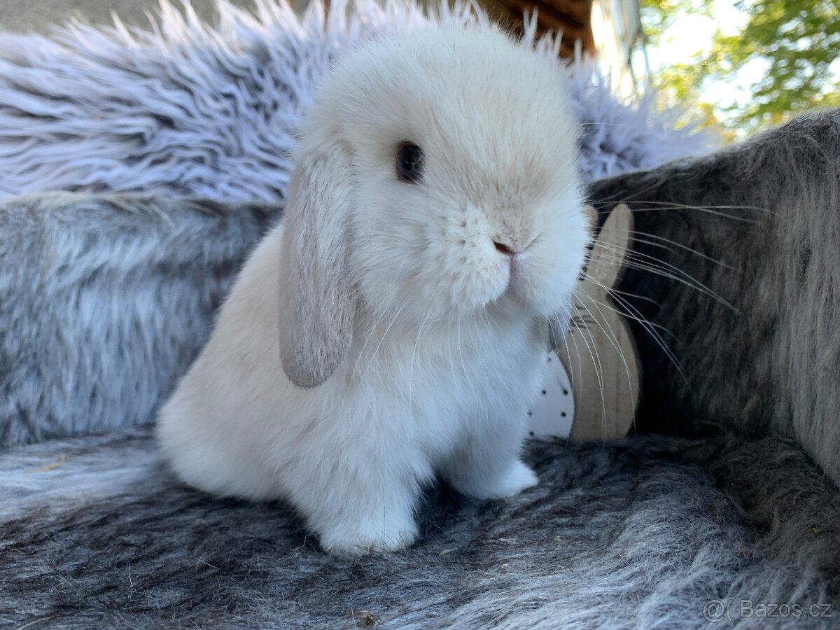 ❤️❤️Minilop Kralicek Beránek k rezervaci ⭐️⭐️