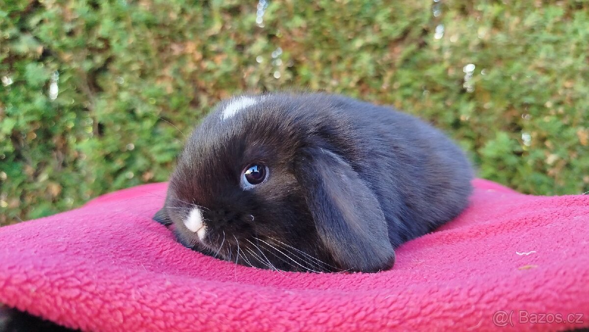 Zakrslý beránek, králíček, králík - DENIS