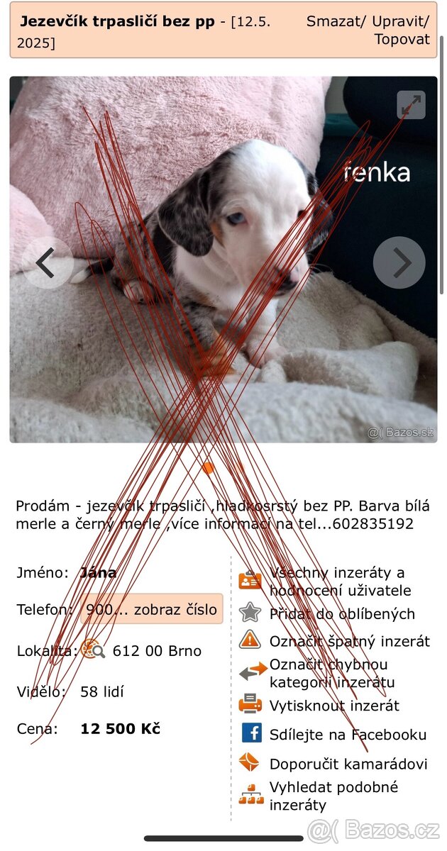 Jezevčík trpasličí