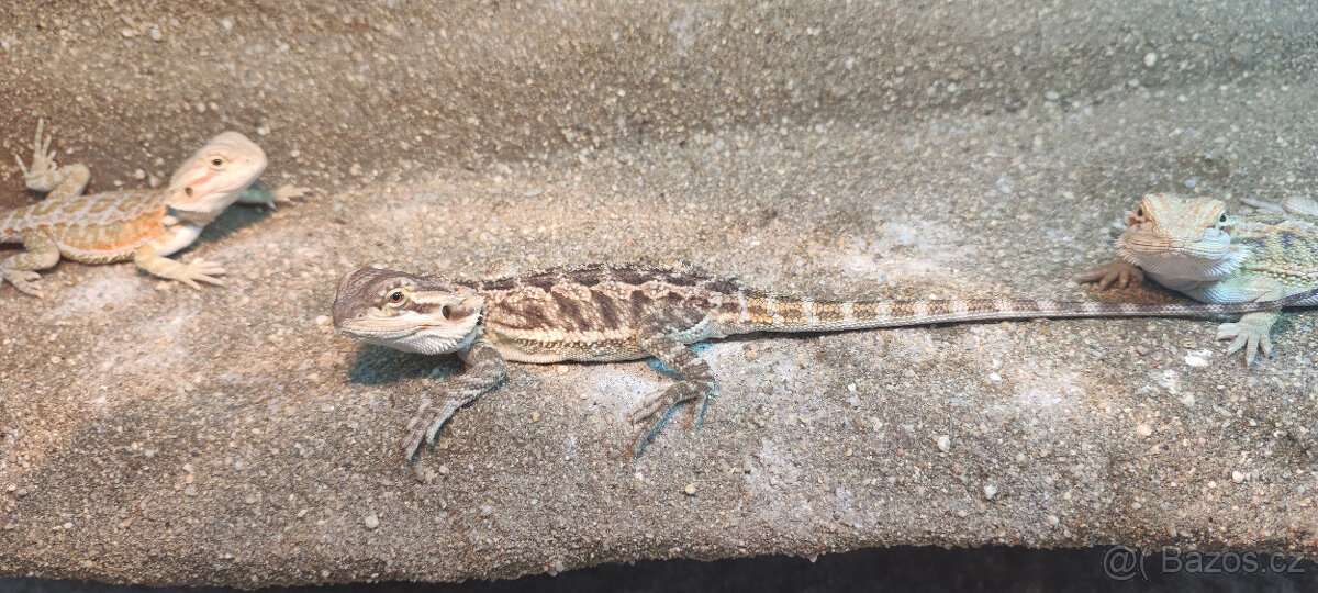 Agama vousatá