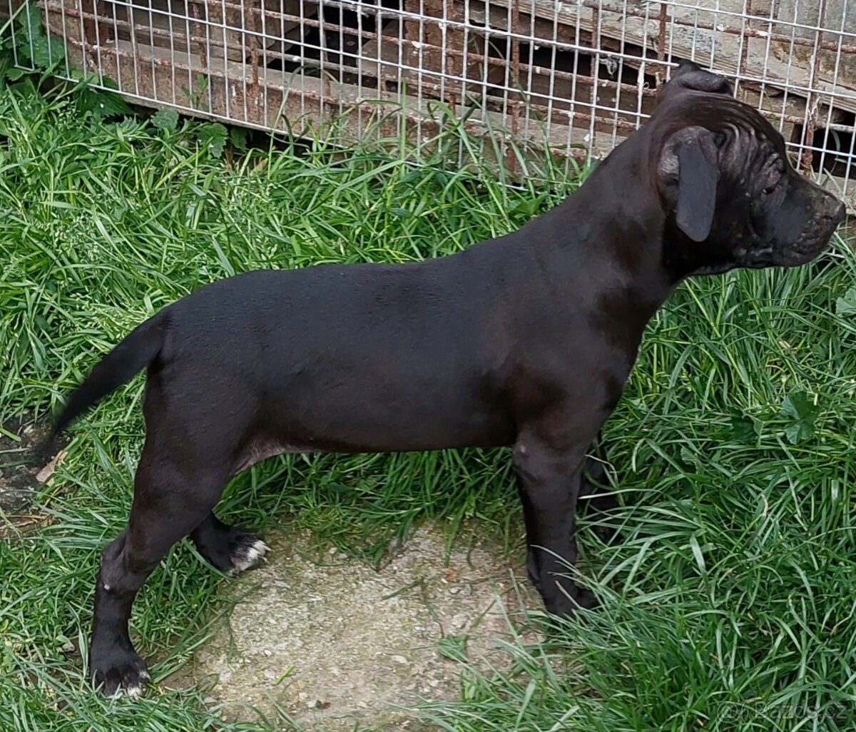 americky pitbulterier s pp