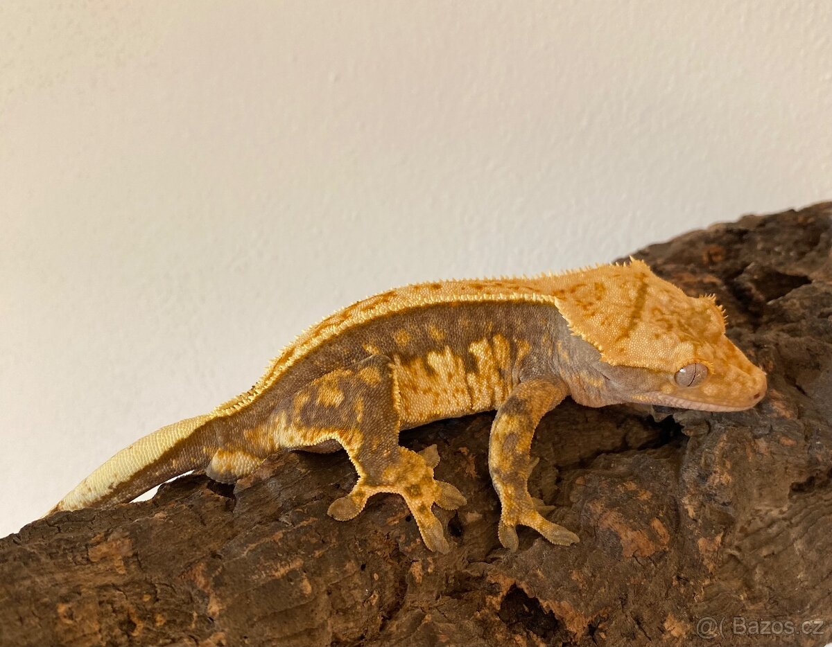 Pagekon řasnatý - samec (Correlophus ciliatus)