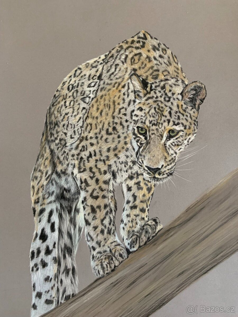 Obraz Stín divočiny, pastel