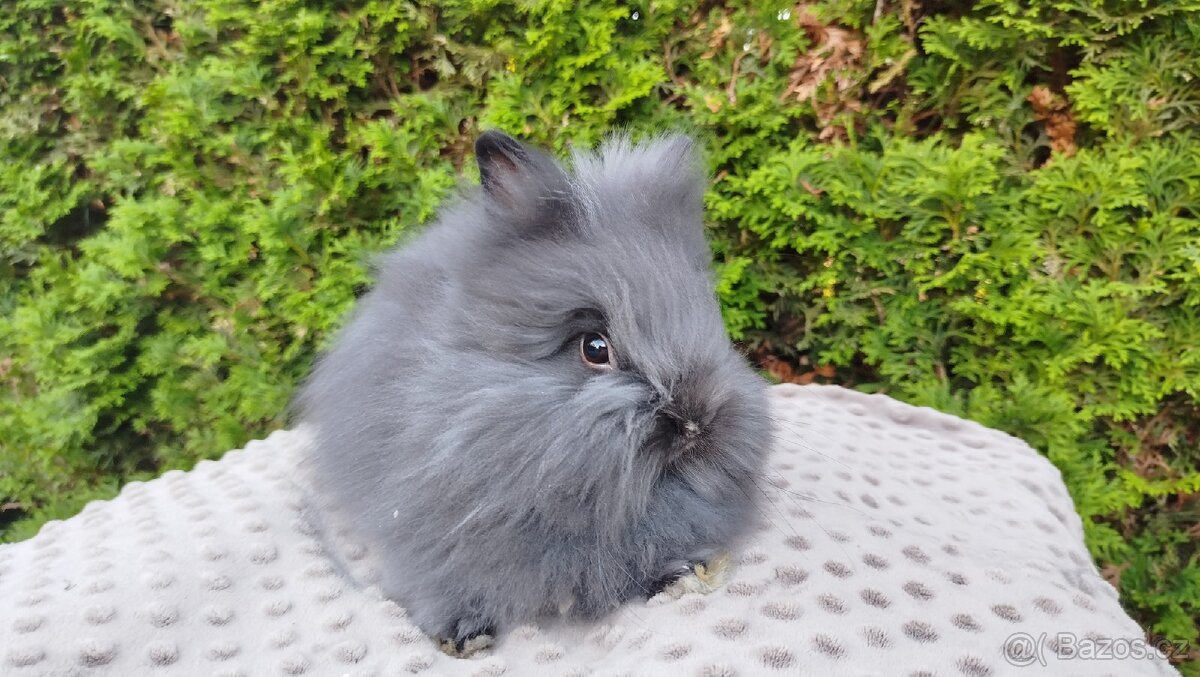 Zakrslý králík, králíček -(TEDDY)-OLAF,OLINA,OLIVER