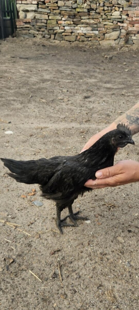 Ayam Cemani kohout