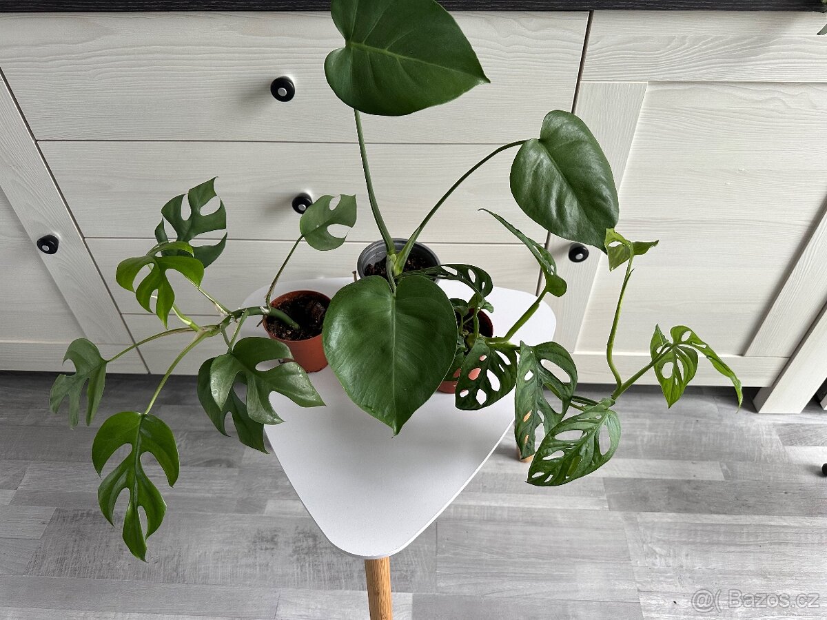 Monstera Monkey mask, Deliciosa, Minima