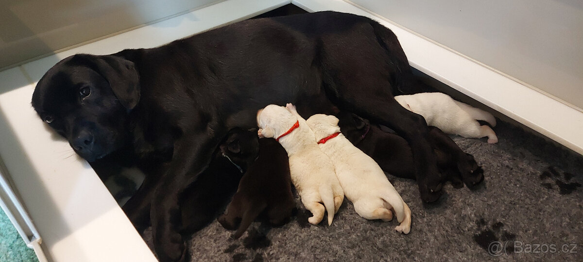 Labrador štěňata s PP