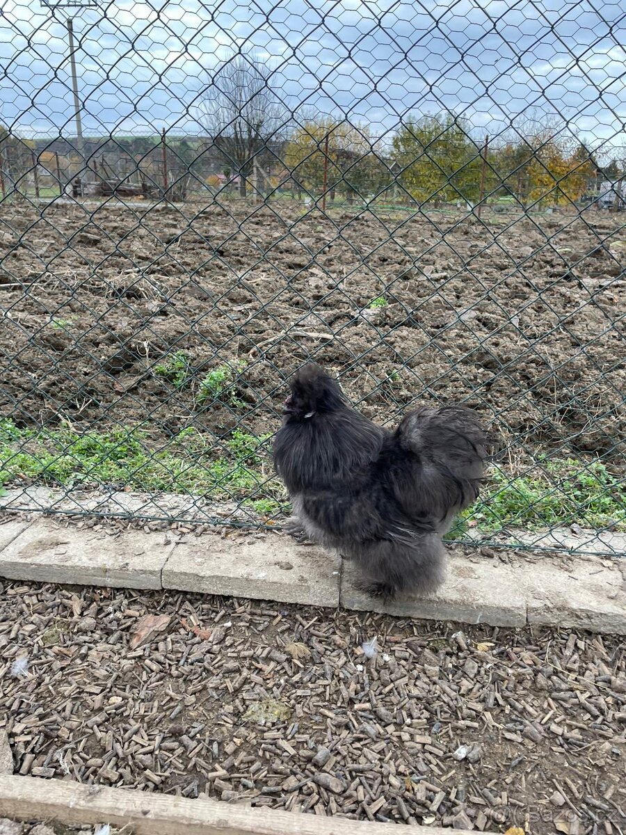 Hedvábnička kohout