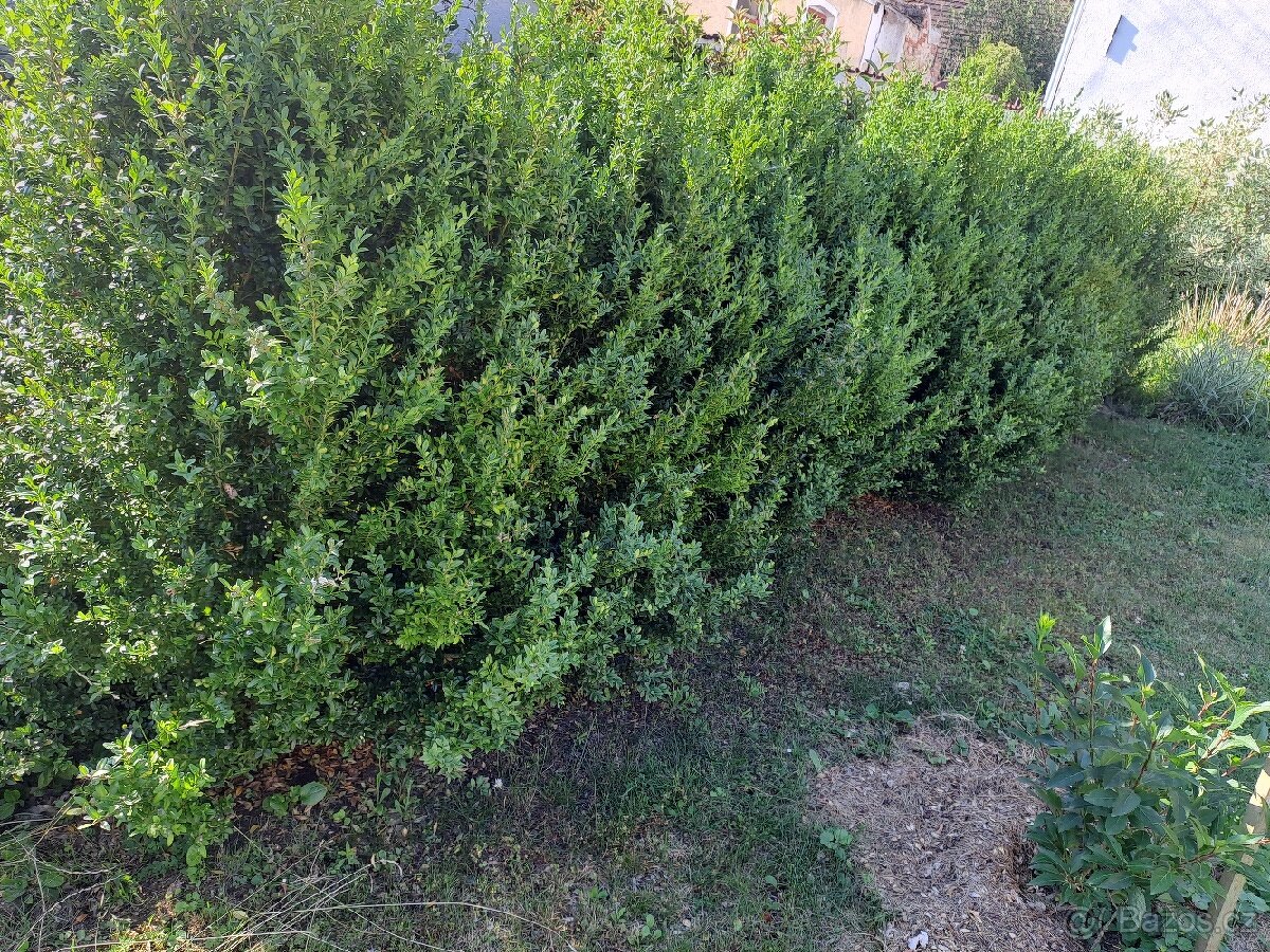 Rostly plot zeleny celorocne - buxus 14 ks vysky 170 cm