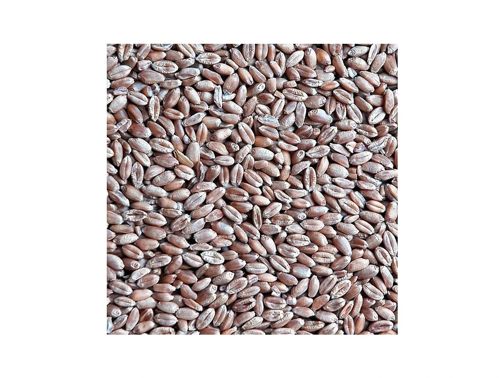 Volně ložená krmná pšenice