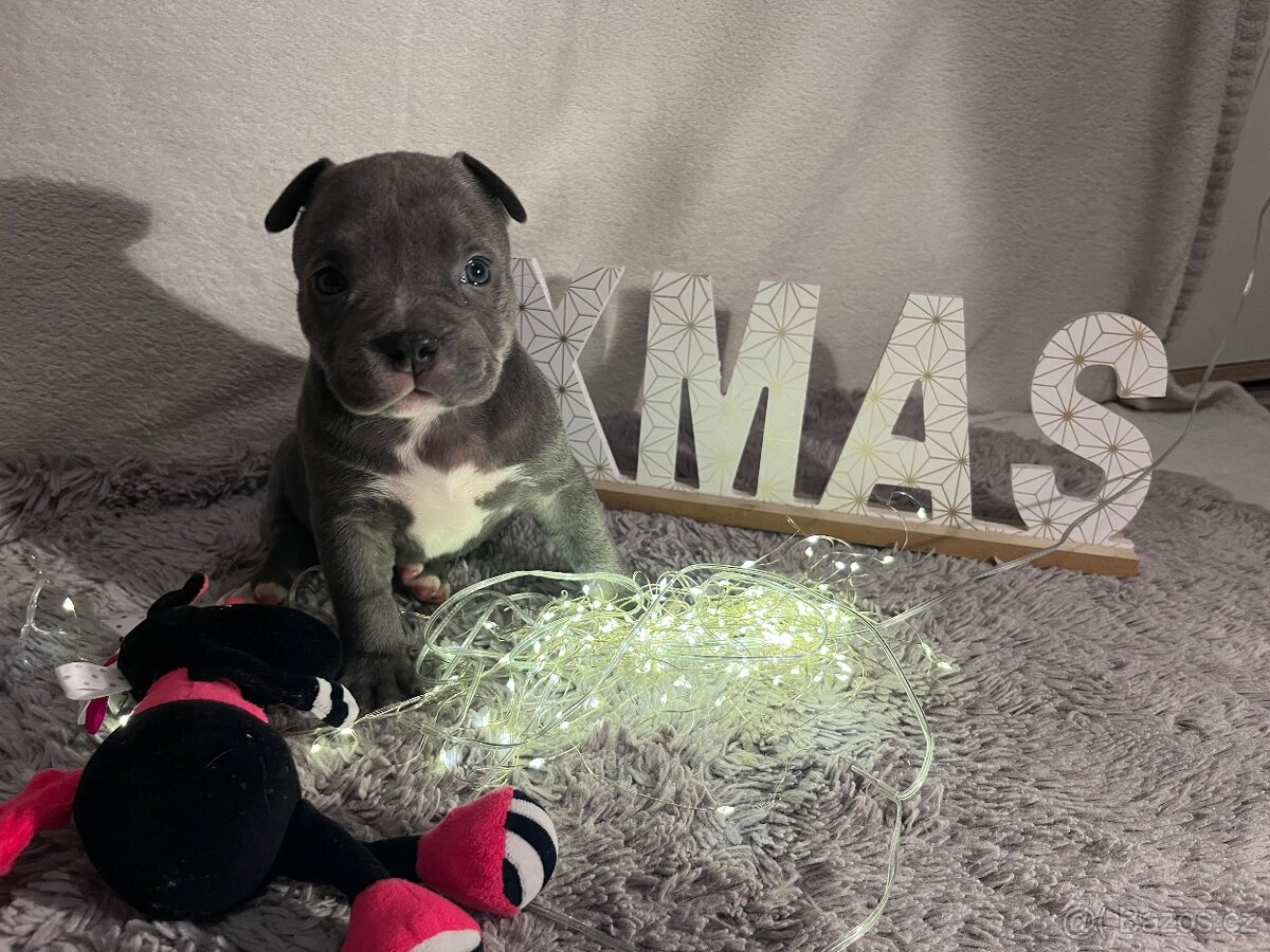 American bully pocket