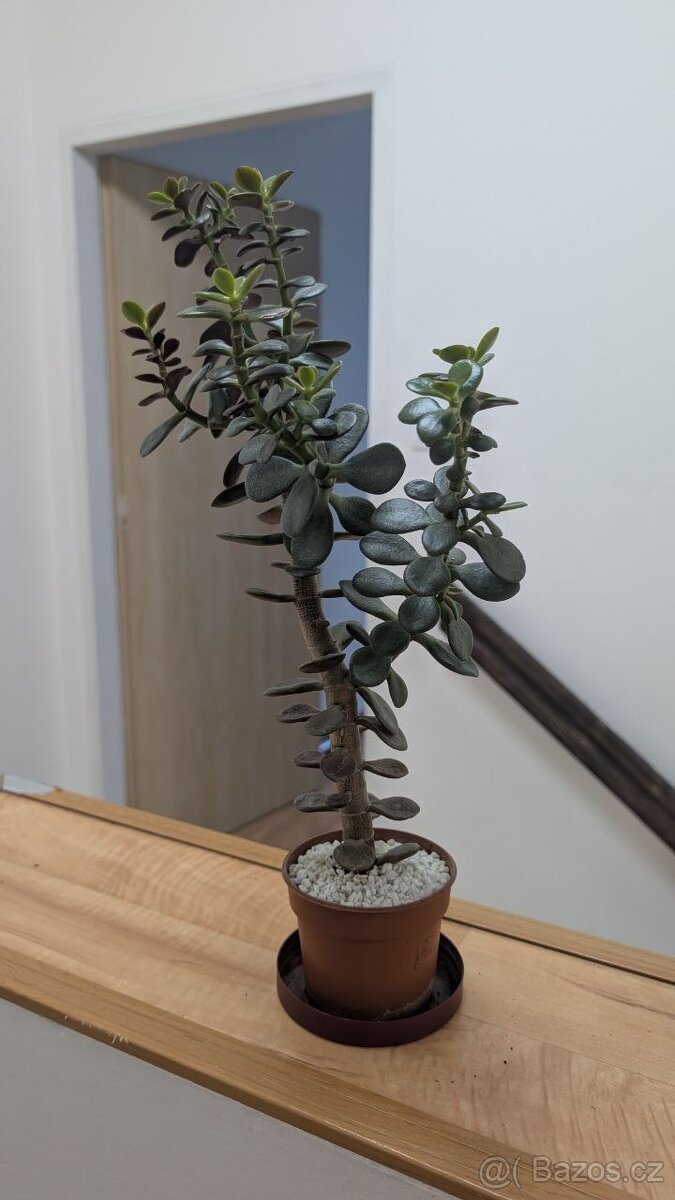 Crassula ovata