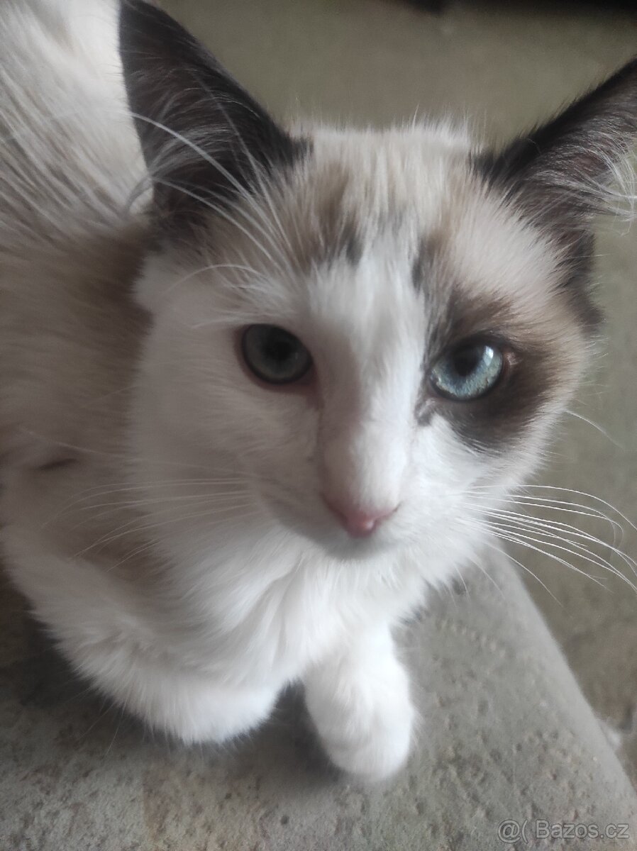 Ragdoll kocourek bez PP