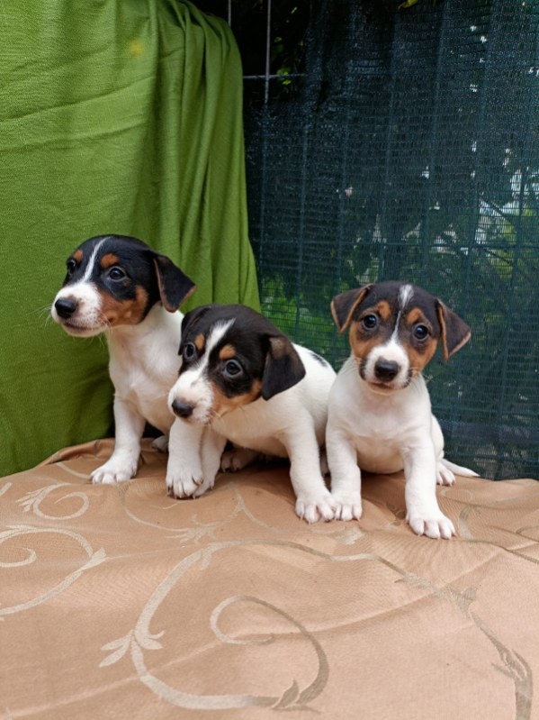 Jack Russell Terrier JRT Jack Russell Terier