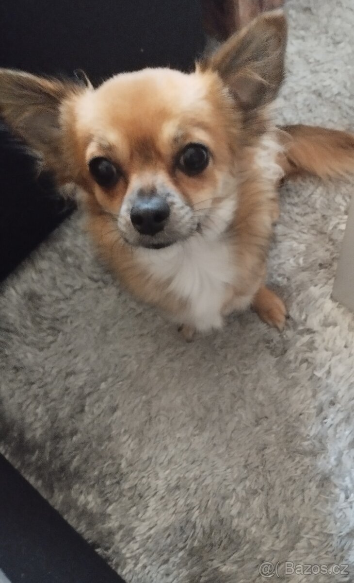 Čivava dlouhosrstá