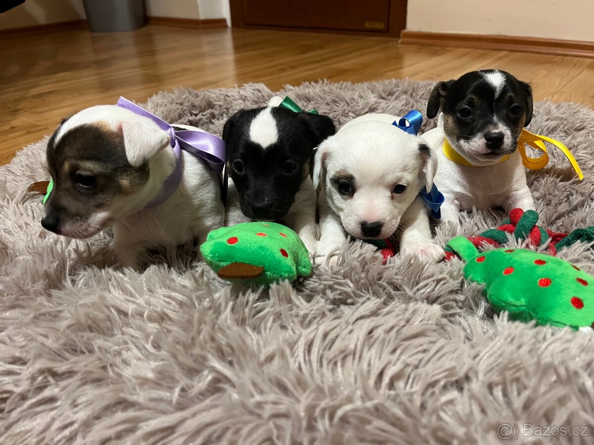 JACK RUSSELL TERIÉR ŠŤEŇÁTKA