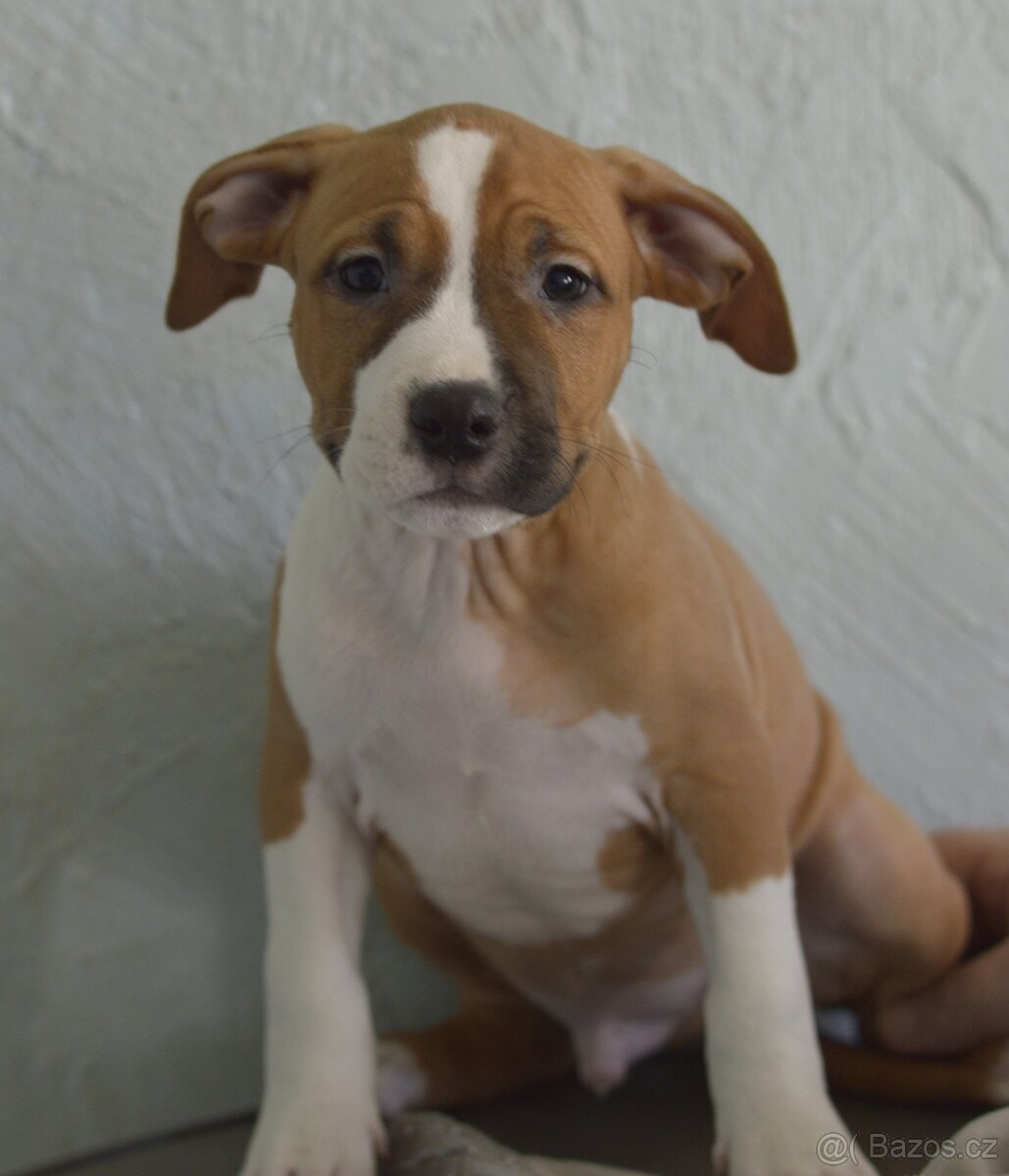 Americký stafordšírský teriér PP