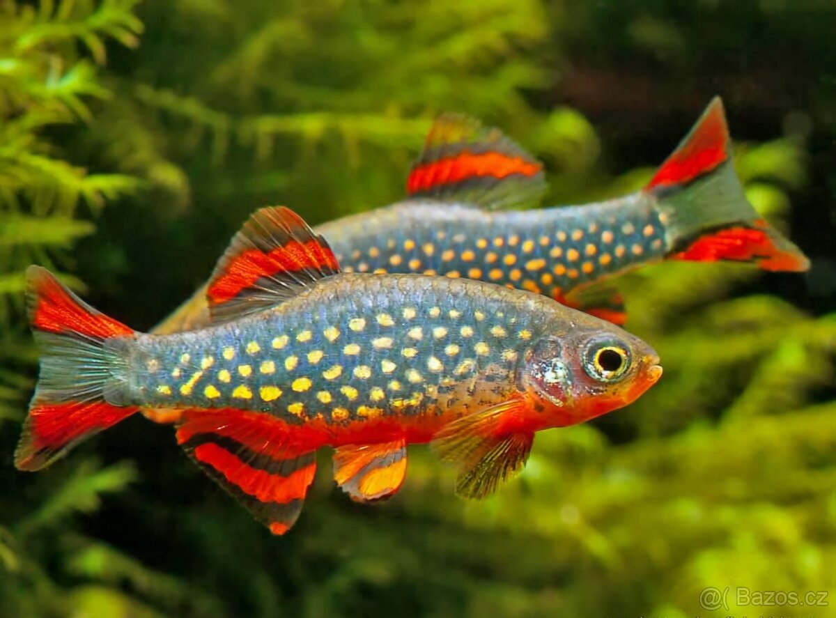 Dánio perlové (Dánio margaritatus)