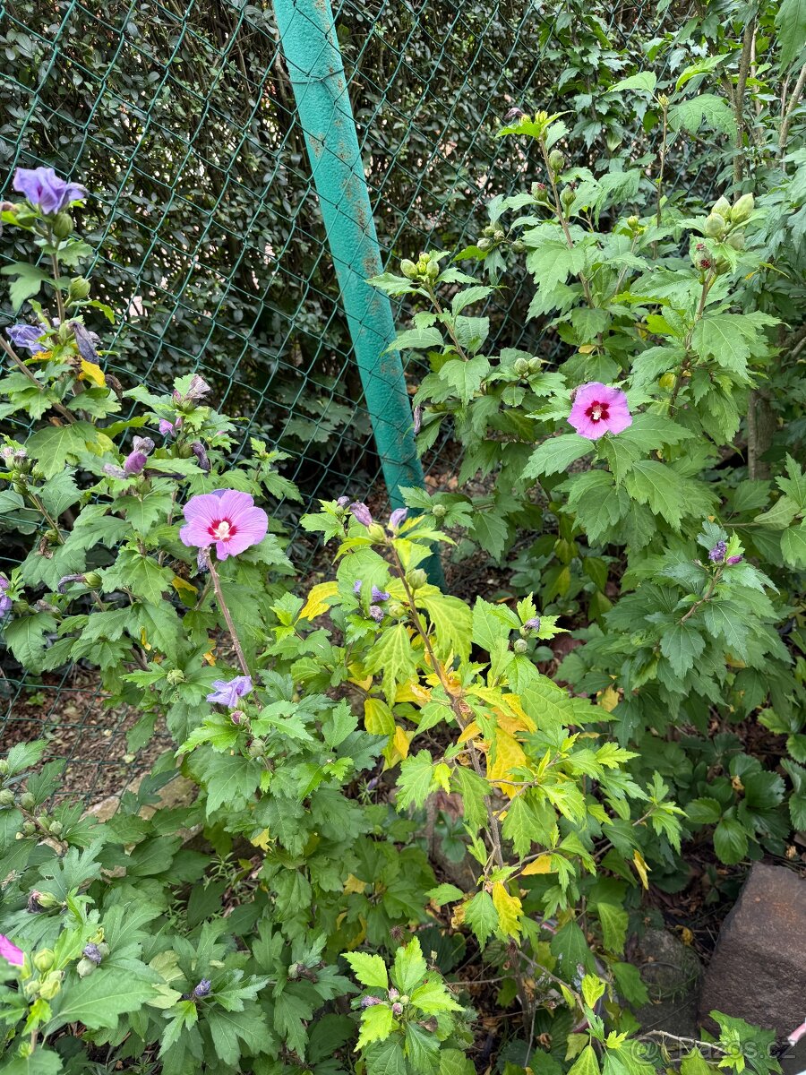 Ibišek syrský plnokvětý LAVENDER CHIFFON - sazenice