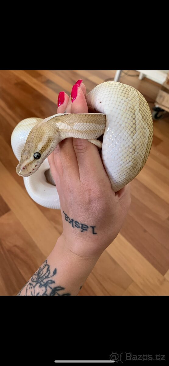 Krajta královská s teráriem