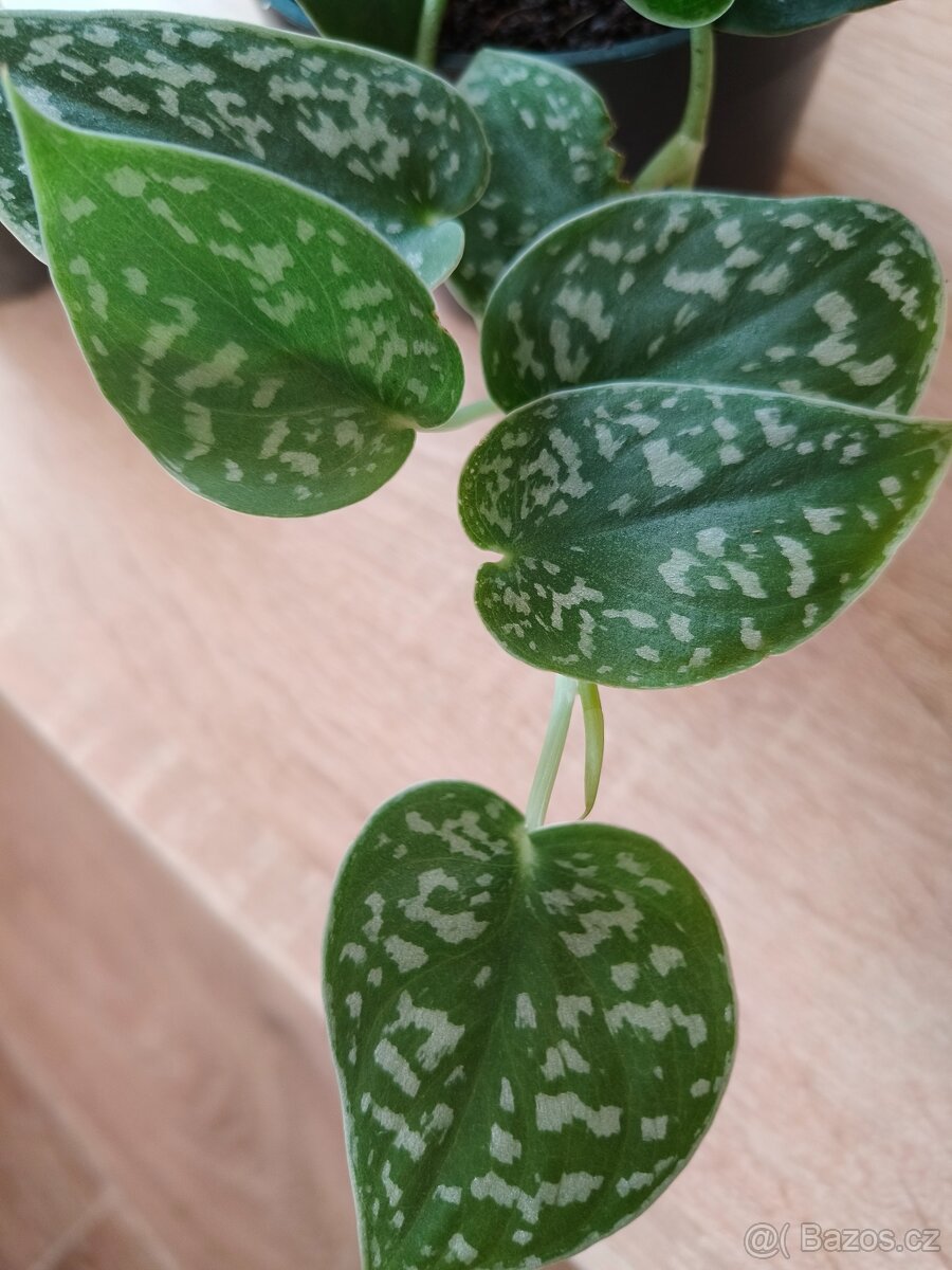 Scindapsus argyraeus