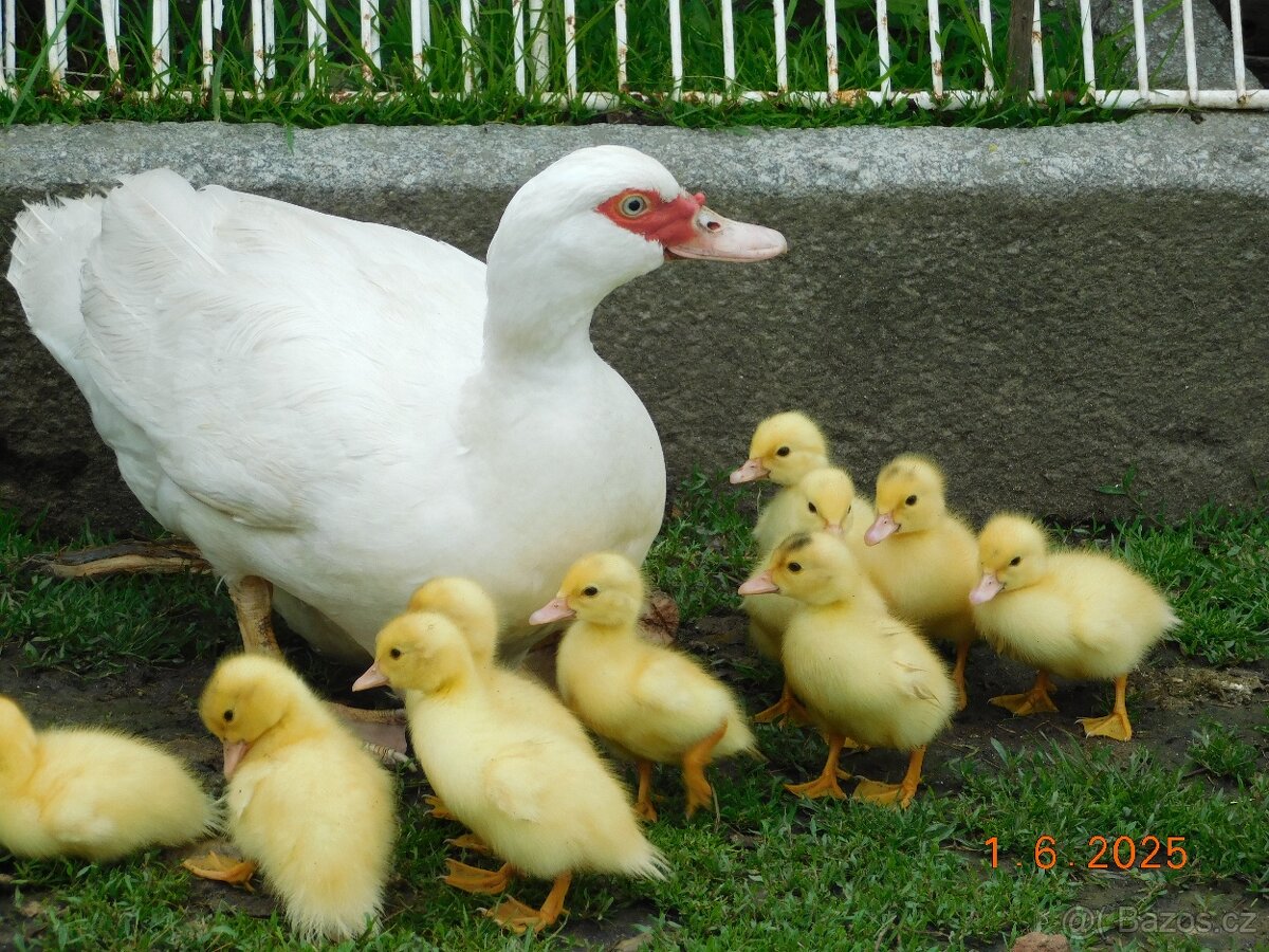 Čínské kachny