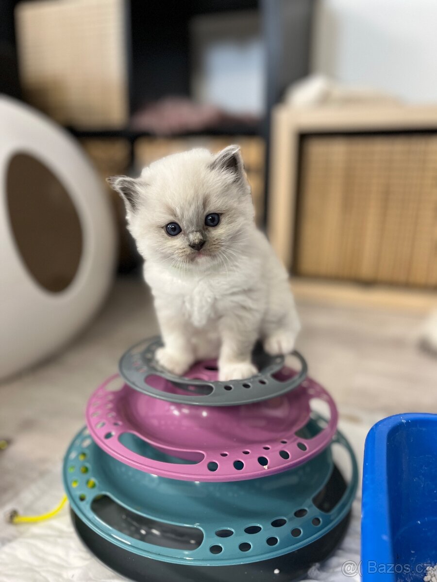 Blue mitted Ragdoll s PP