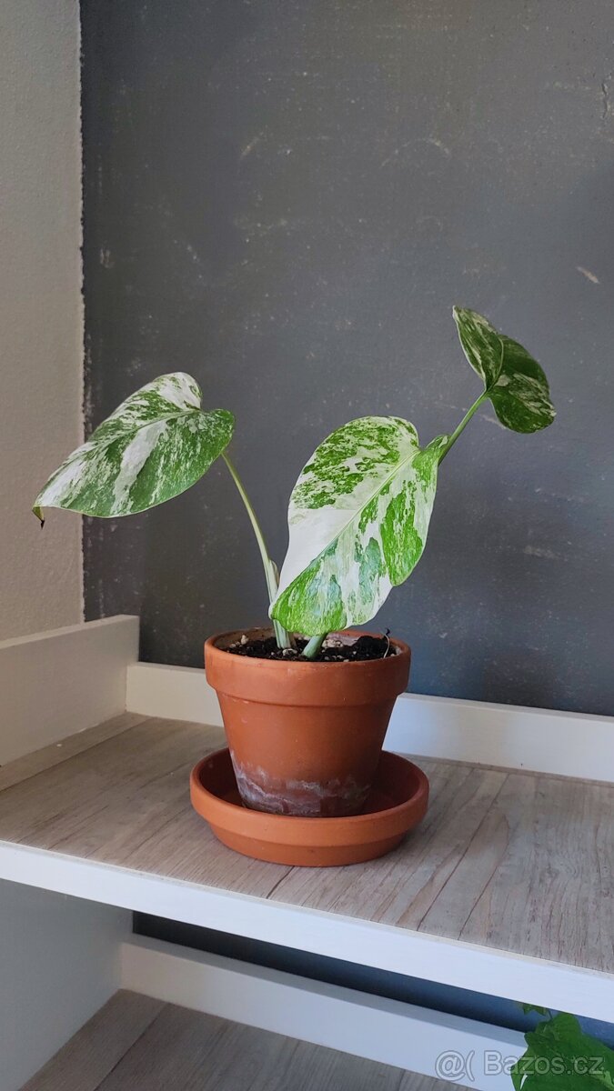 Monstera albo, anturium, pokojové rostliny