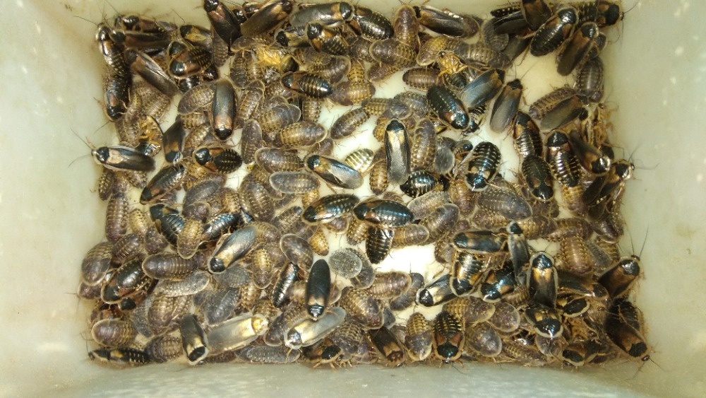 Švábi Blaptica dubia mix 3-4cm, 1ks /2,40kč