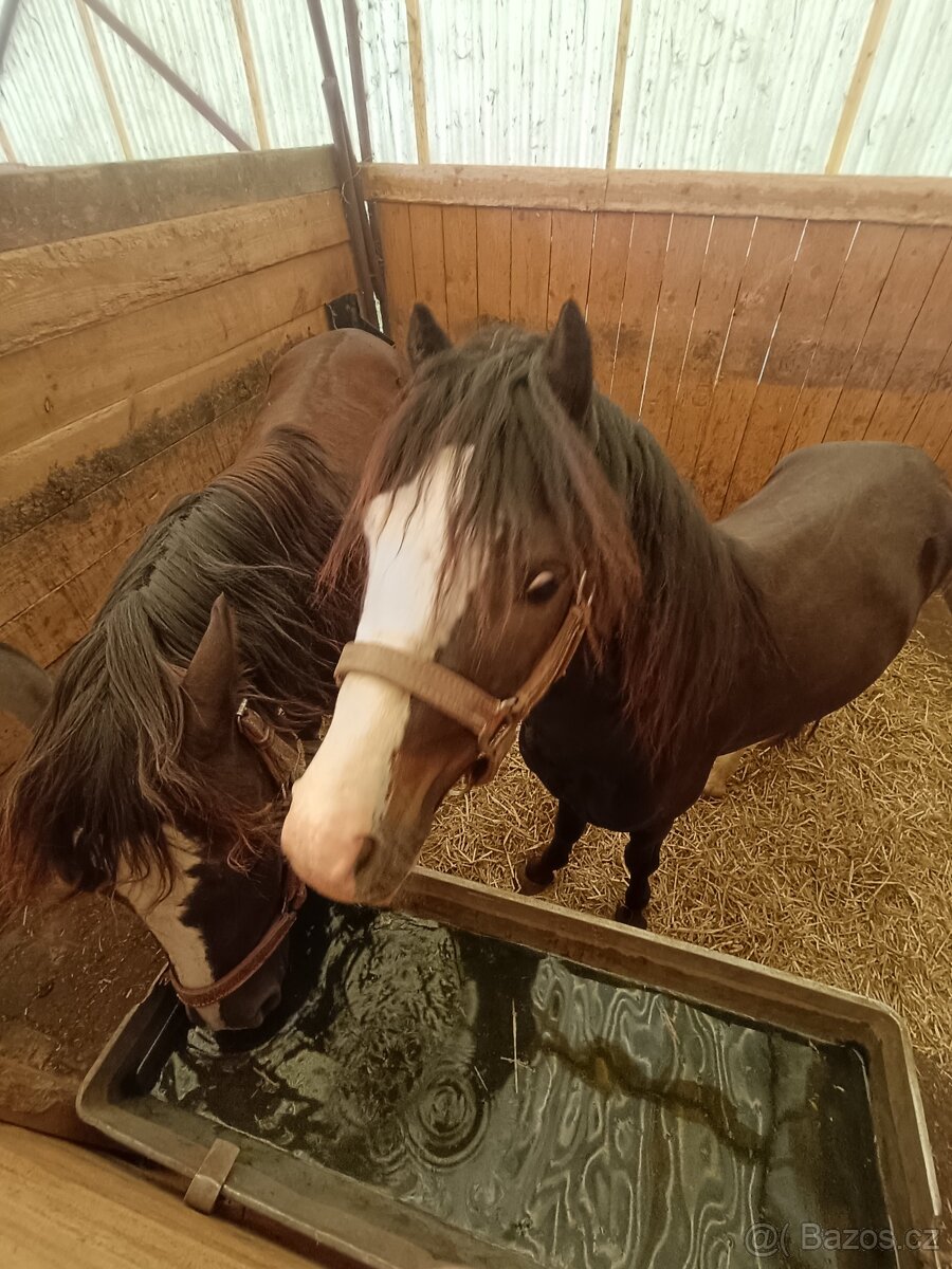 Prodám Welsh pony hřebečky