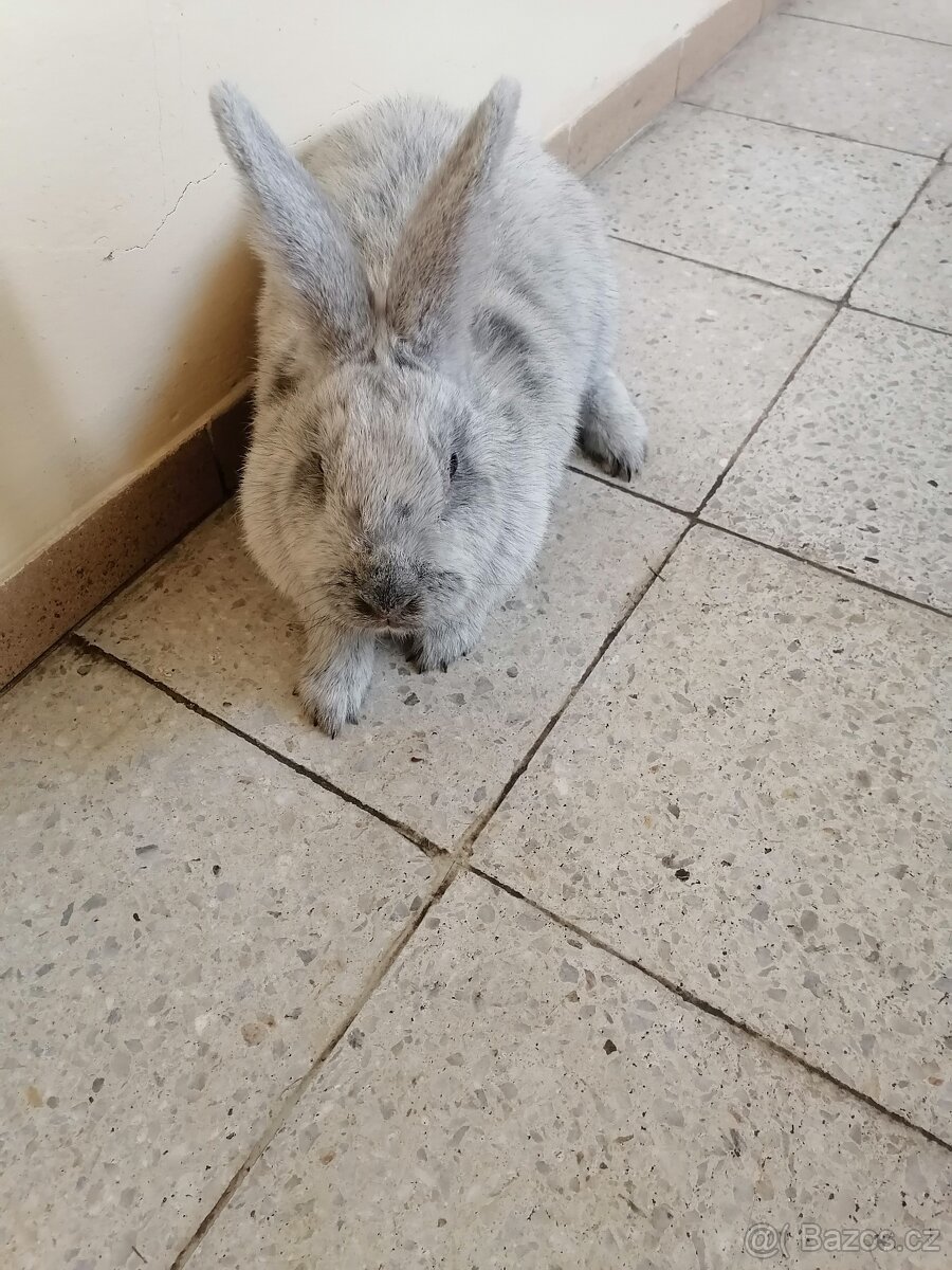 Prodám samici Veľký světlý stříbrný