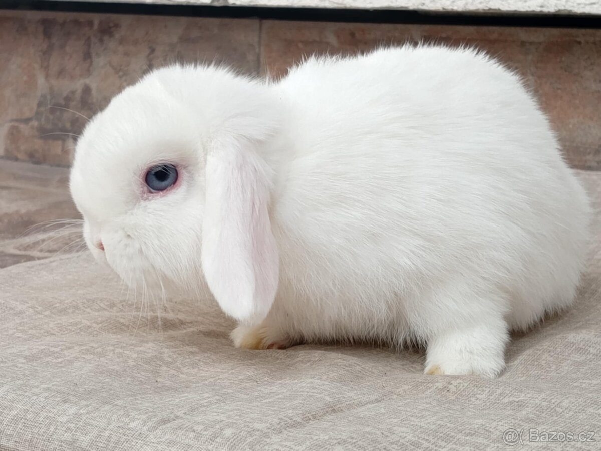 Volný Sameček - Anglický Zakrslý Beránek MiniLop🍑🧡🤍