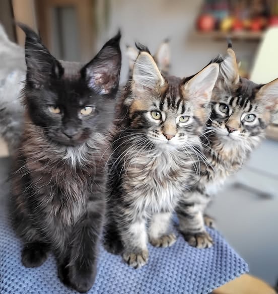 Mainská mývalí koťátka s PP