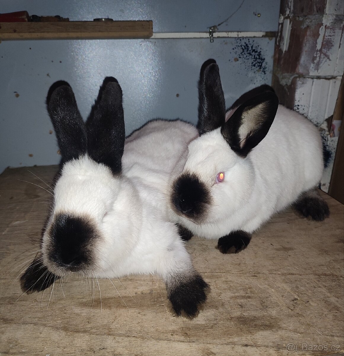 Kalifornský černý - tetované samice s PP, očkované