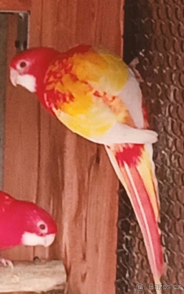 Rosela pestrá rubino pastel štěp.gg