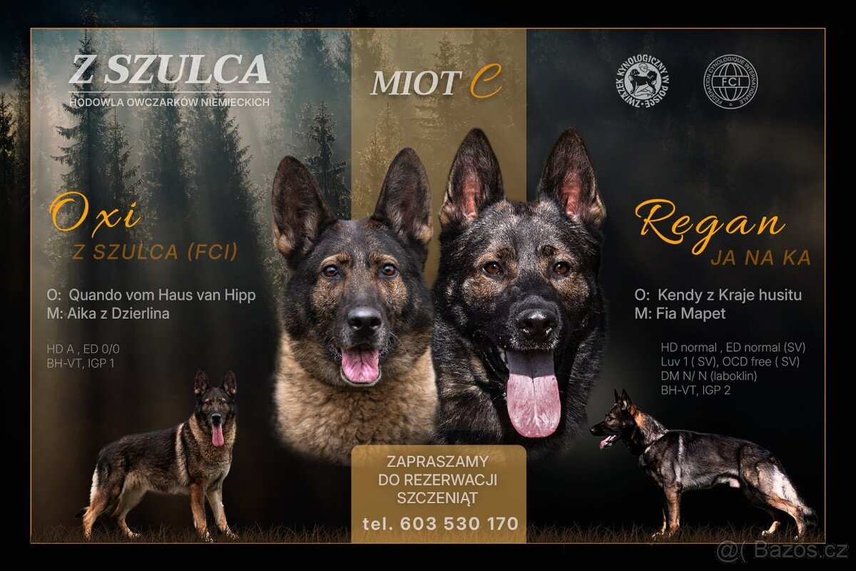 Německý ovčák štěňata s PP, work line,